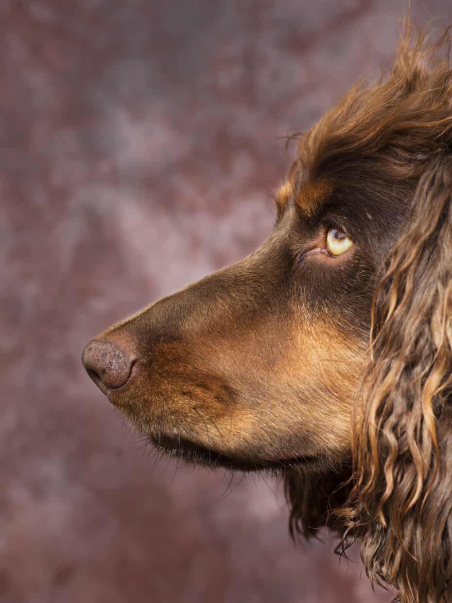 a side profile of a brown spaniel