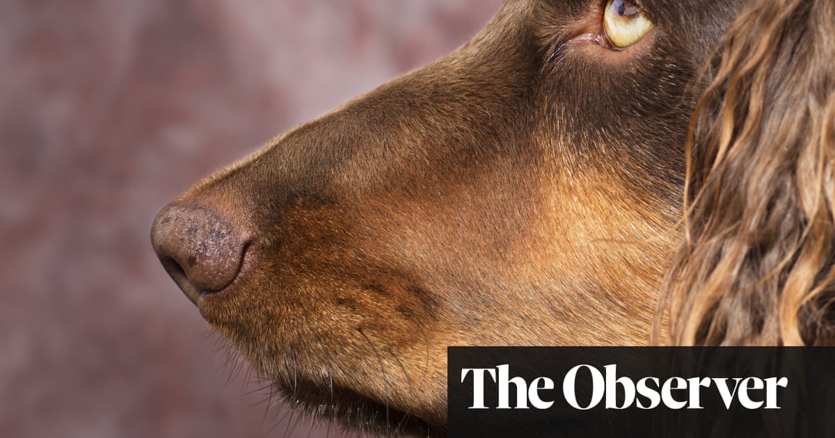 Winning by a nose: the dogs being trained to detect signs of Covid-19