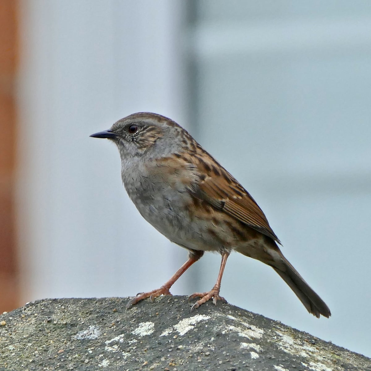 Dvs2 Epvkjbtqm Dvs2 Epvkjbtqm