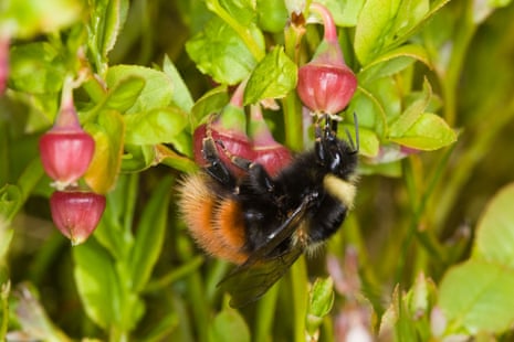 A bilberry bumblebee visiting a bilberry flower