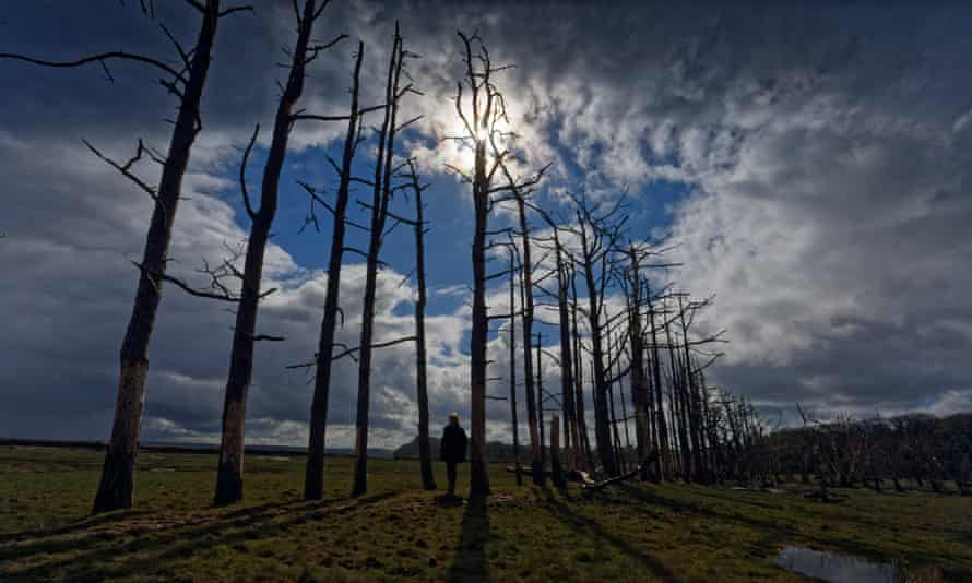A row of trees at once marked the old sea defence at Cwm Ivy