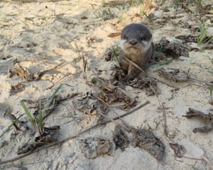 A WWF project, funded by the UK Government through the Darwin Initiative, is empowering Indigenous Sonaha and Tharu communities to protect otters and their habitat. Efforts include forming river management groups, promoting sustainable livelihoods, and launching citizen science initiatives. A major breakthrough came in 2024 with the rediscovery of the Asian small-clawed otter in Nepal after 185 years, offering hope for conservation and biodiversity restoration in the region. Otters play a crucial role in maintaining Nepal’s Lower Karnali Watershed, but they’re under threat from overfishing, habitat loss, pollution, and the fur trade.