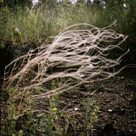 A fine pale grass growing in a field