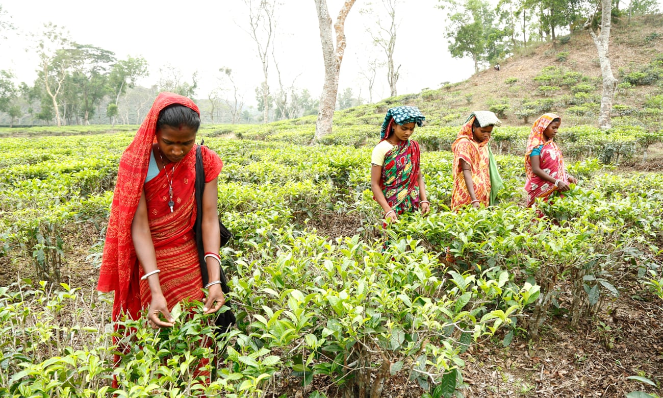 Women pick tea at the Gulni tea estate near Sylhet, northern Bangladesh.