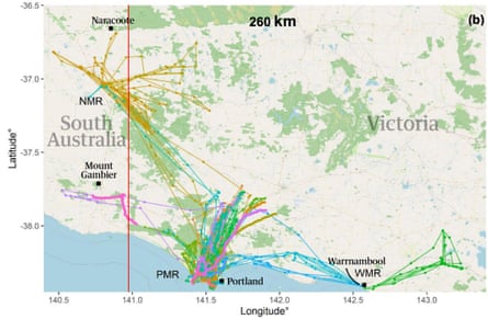 A map of the foraging flights of southern bent-wing bats in southern Victoria during summer-autumn