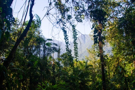 The Amazon canopy in Colombia.