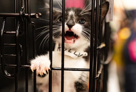 a cat yowls in a cage