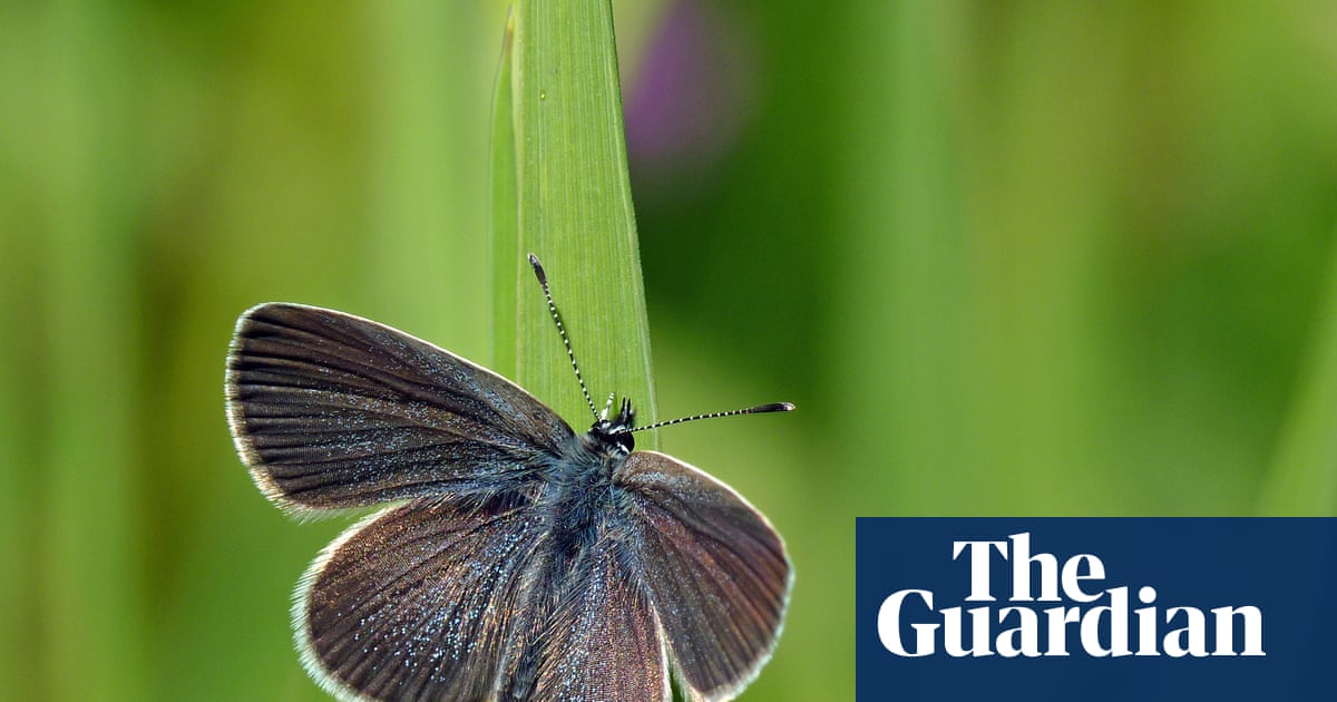 'This isn't greenwashing': thousands of butterflies surprise experts on restored West Sussex farmland