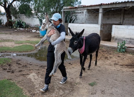 Paola Hernández carries a baby donkey while its mother follows closely