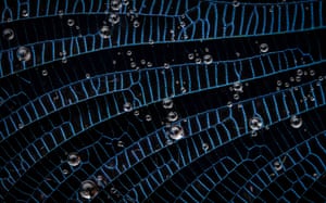 Blue veins like tiny ladders across the black wing of a damselfly, speckled with water drops in extreme close-up