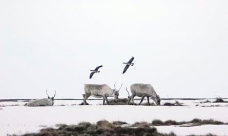 Caribou on Alaska’s north slope as geese fly overhead