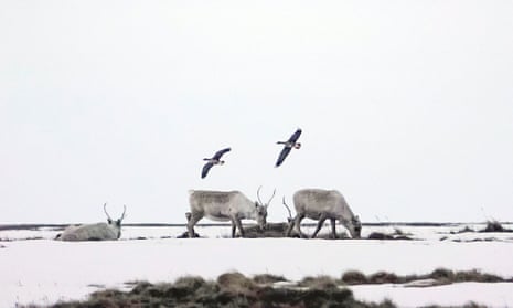 Caribou on Alaska’s North Slope as geese fly overhead. Biden had promised during his election campaign to end federal oil and gas drilling,