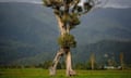 A large twin-trunk northern rātā growing near Karamea has won New Zealand's tree of the year competition.