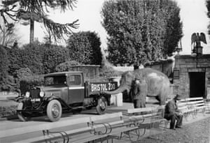 Judy the elephant examining one of the zoo’s Bedford trucks.