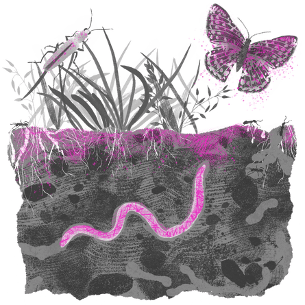 Superimposed image showing plastics in the soil and in the worm, beetle and butterfly