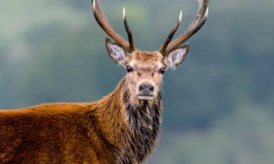 The white paper proposes an increase in the use of ‘responsibly sourced wild venison’.