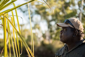 Head Ranger Robin Dann inspects a purple crowned fairy wren nest in a pandanus tree