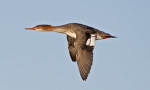 A female red-breasted merganser.