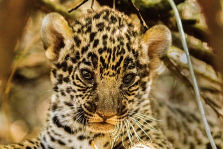 A jaguar cub at the El Impenetrable national park, Chaco province, Argentina.