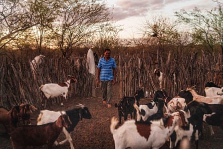 A man stands at an opening in a pen made from branches as the sun sets