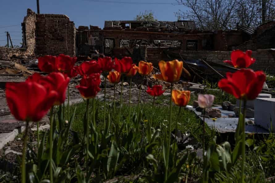 Tulip flowers are pictured near a destroyed house in Borodianka.