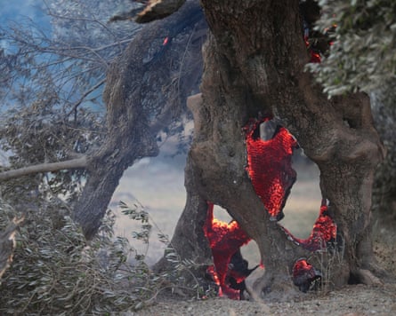 Embers smolder inside an olive tree in Rethimno, Crete.