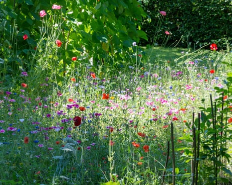 Wild flowers in small garden, Perry Hill, Worplesdon, Surrey, England
