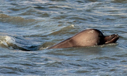 The bottlenose whale that swam up the Thames in 2006