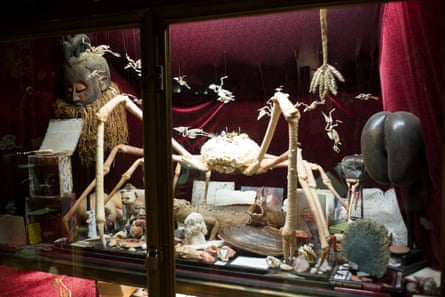 Curiosities … a cabinet of birds, beasts and wonders.