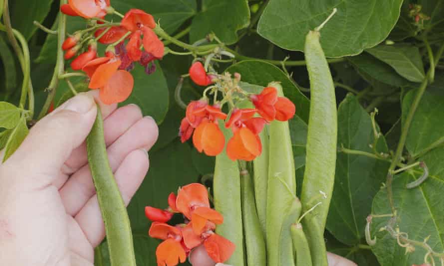 'Scarlet Emperor' runner beans