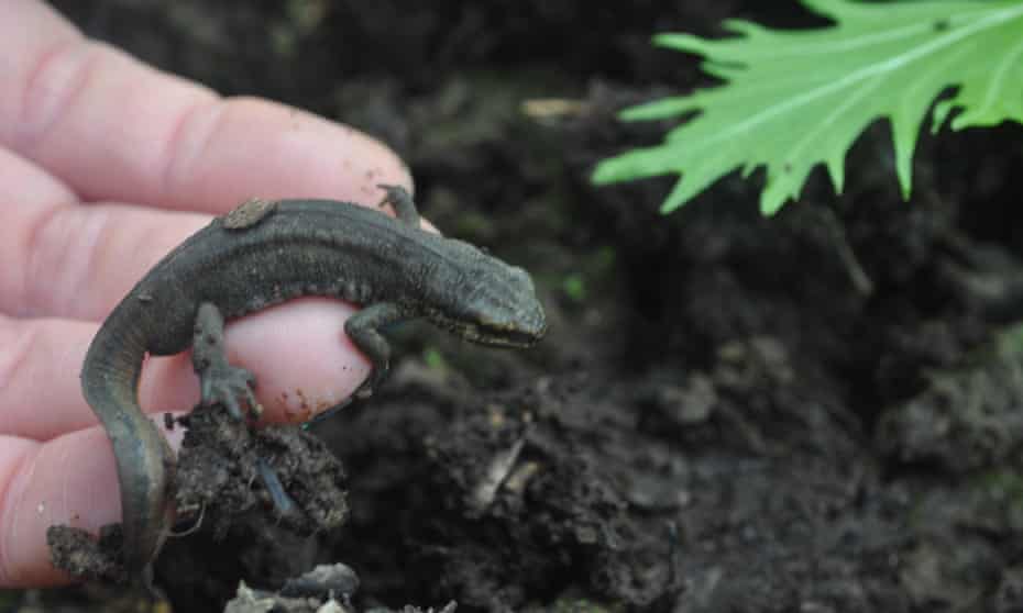 newt found hidden in the ground
