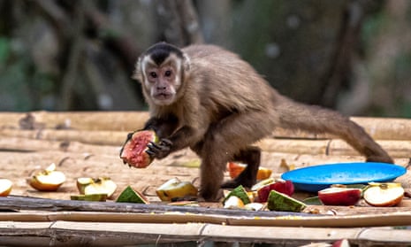 A monkey takes food left by volunteers.