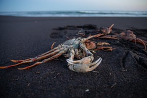 Opilio crabs washed up on Khalaktyrsky beach in Kamchatka, Russia. Ecologists have taken samples of dead shellfish, water and soil for analysis in Moscow. The Hydrometeorological Service has detected an excessive content of phenol and petroleum products in the coastal zone near the beach, with local residents reporting a mass stranding of marine animals