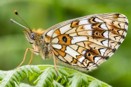 A small pearl-bordered fritillary butterfly.