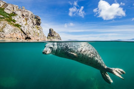 A young grey seal (Halichoerus grypus) swimming at surface beneath cliffs of Lundy Island,
