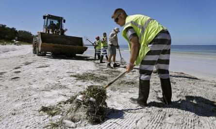 Work crews clean up dead fish along Coquina Beach on 6 August.