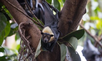 spectacled flying-fox