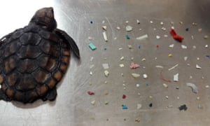 A turtle who died after ingesting 104 pieces of plastic.