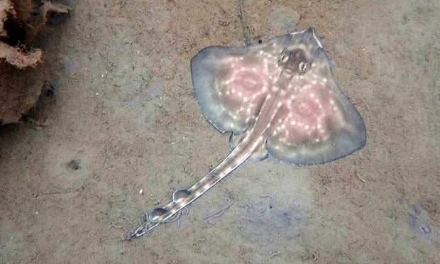 Last year, after 535 days in its egg case, a flapper skate (Dipturus intermedius) hatched in captivity for the first time. They have been listed as critically endangered since 2006.