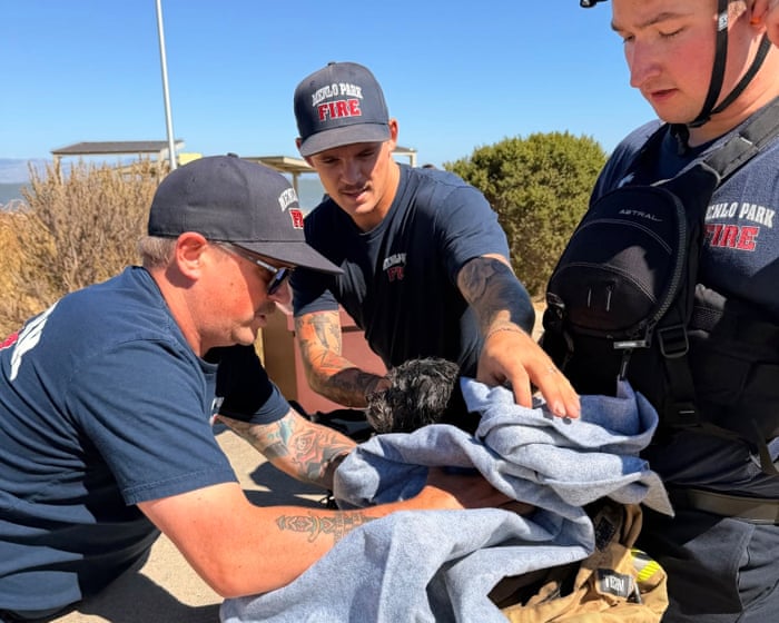 Small dog missing for weeks rescued while swimming in San Francisco Bay