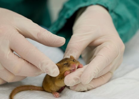 This one will be released to a new woodland home