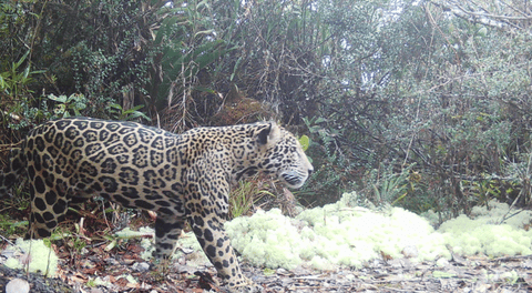 Uma onça-pintada-das-nuvens foi capturada por uma câmera nas florestas da Serra del Merendón, em Honduras. Este é o primeiro avistamento em uma década e a maior altitude em que uma “onça-pintada-das-nuvens” foi documentada em Honduras, fornecendo evidências raras de que as onças-pintadas ainda estão se deslocando por este corredor de alta altitude entre Honduras e Guatemala. A imagem sugere que uma década de patrulhas de guardas florestais contra a caça ilegal, investimentos em conservação e reintrodução de presas estão mostrando sinais de sucesso. O avistamento é significativo, visto que Honduras tem uma das maiores taxas de desmatamento da América Latina.