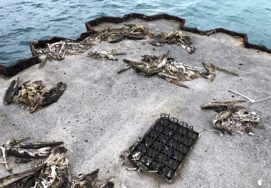 Dead seabirds on Midway Atoll