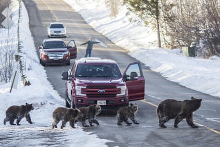 Grizzly bear No 399 and her four cubs cross a road in Jackson Hole, Wyoming, in 2020.