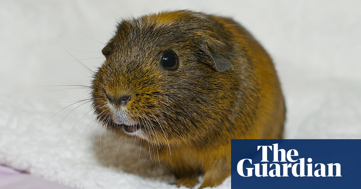 the-pet-i-ll-never-forget-i-spent-gbp2-000-on-ruby-the-guinea-pig-s-hysterectomy-and-i-don-t-regret-a-penny