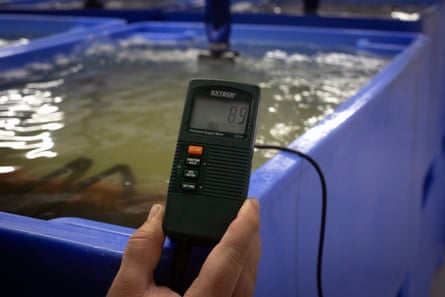 Martin Owen checking samples of mussels at a purification plant at the harbour in Bangor