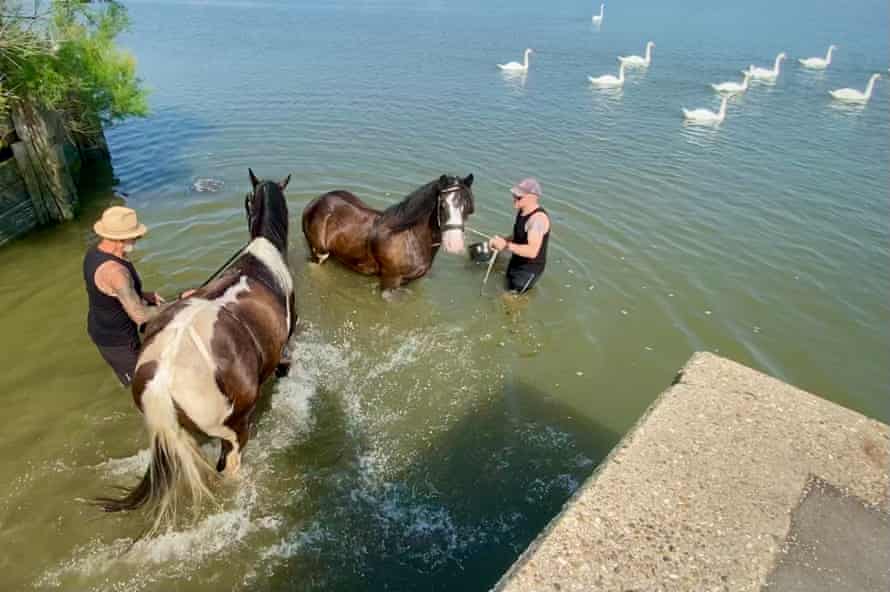 Caballos varados en el río Crouch, Essex, Reino Unido?