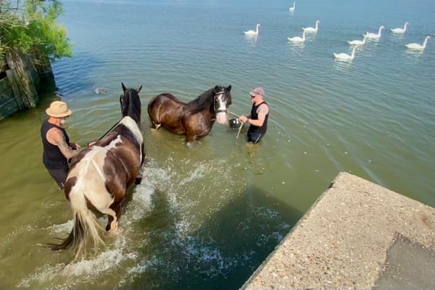 Horses being washed down in the River Crouch, Essex, UK