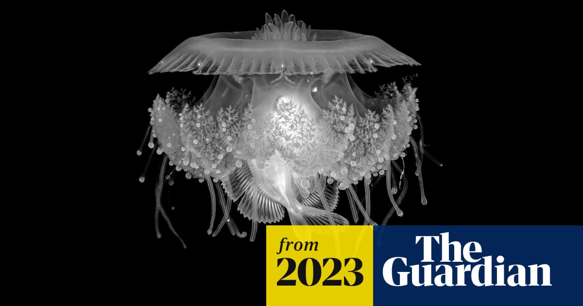 www.theguardian.com