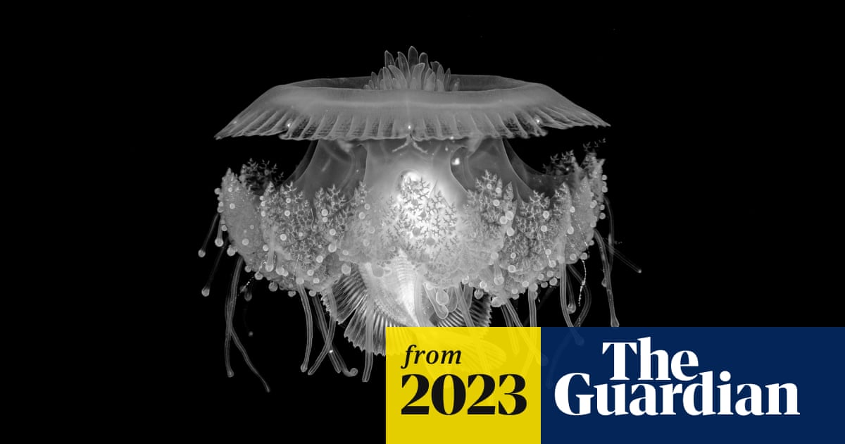 www.theguardian.com